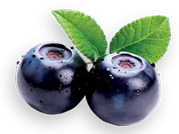 Symbol Brusnica čučoriedková