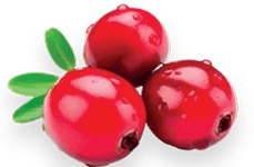 Symbol Škandinávska brusnica