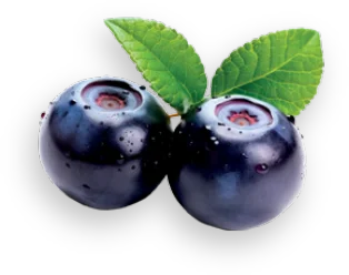 Čučoriedka