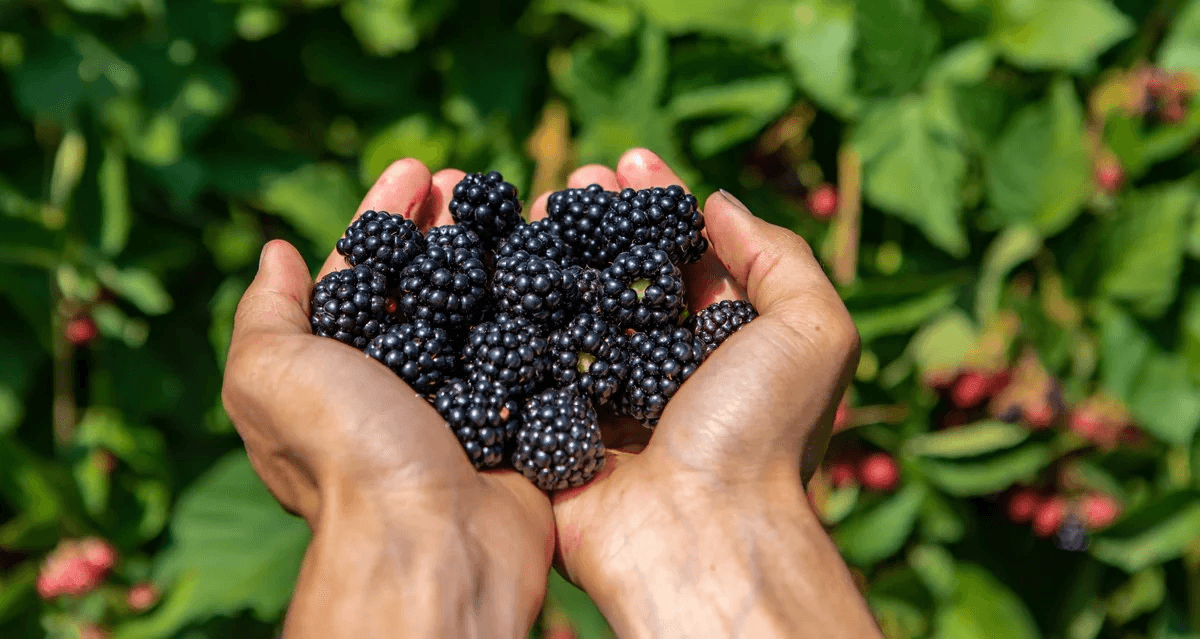 Ilustračná fotka černíc